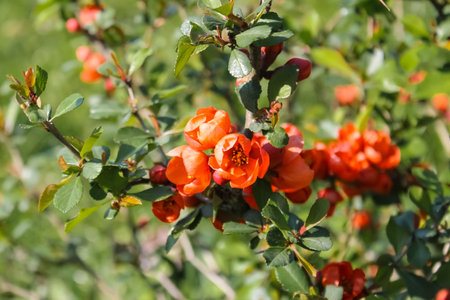 Macro of beautiful orange small cotoneaster flowering shrubs in the sunshine.