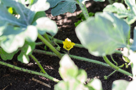 Young watermelons grow in the garden bed at the watermelon farmの写真素材