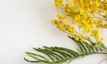 Branch of mimosa flowers isolated on white background. Selective focus. Shallow depth of field.の写真素材