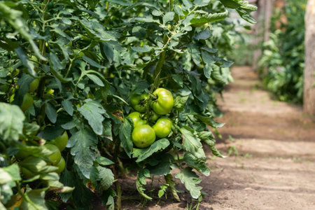 Green tomatoes on a bush ripen in the greenhouse. Organic farming. Farm cultivation of tomatoes.の写真素材