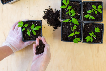 Young green seedlings of tomato in a special plastic form on a wooden background, woman gardener...