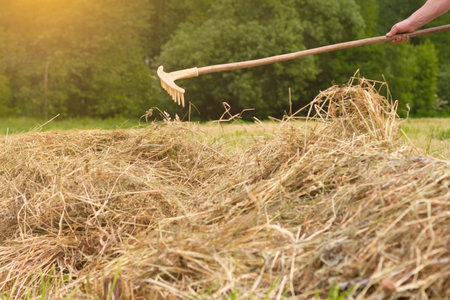 Harvesting hay on the farm. Agriculture. Daily business of a farmer. Preparing the farm for winter.