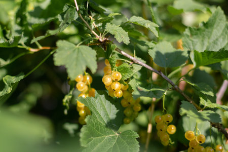 Yellow juicy ripe berries on a branch. White currants on a bush. Ripe juicy white currant in the garden. Close upの写真素材