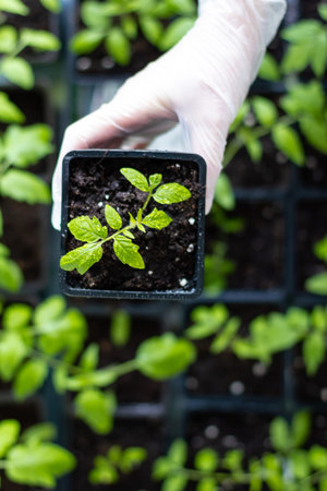 Womens hands in gloves hold a tomato seedling. Close-up. Young green tomato seedlings in a seedling...