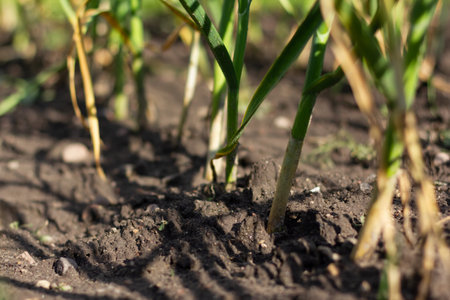 Young garlic grows in the garden. Close up view of young strong garden plants.の写真素材