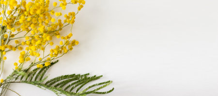 Yellow fresh spring bouquet of mimosa on a white background. Women's Day. March 8. Spring. Easter. Selective focus. Banner. Place for text.の写真素材