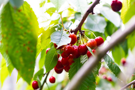 Stella cherry tree with ripe dark red cherries hanging on tree branch. Ripe cherries hanging from a...