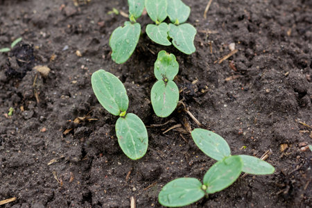 The first germinal leaves of a young cucumber close-up growing in the soil on a garden bed in drops of morning dew. Organic food. Macroの写真素材