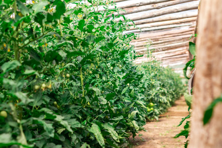 Growing tomatoes in the greenhouse. Organic farming, young tomato plants growth in greenhouse. Medium planの写真素材