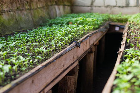 Pepper seedlings are grown in a greenhouse for later planting. Pepper seedlings for sale to farmers.の写真素材
