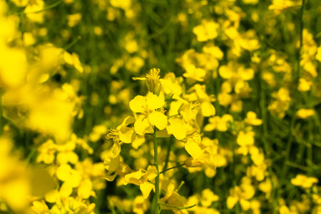 Flowering rapeseed in a field. Cultivation of breeding varieties of rapeseed.の写真素材