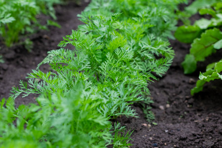 Rows of young carrots grow in the warm summer in the garden. Tops of carrots after rain.の写真素材