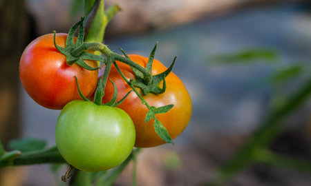 Ripe natural tomatoes growing on a branch in a greenhouse. Close-up. Copy spaceの写真素材