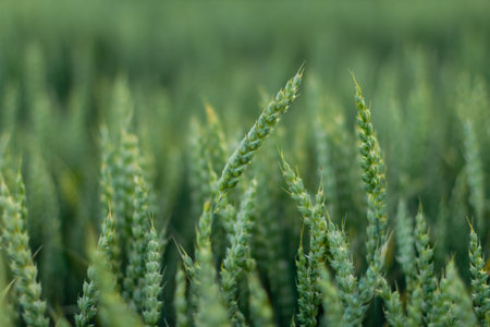 Wheat field image. View on fresh ears of young green wheat. Close-up. Soft focus