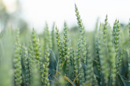 Wheat field image. View on fresh ears of young green wheat.の写真素材