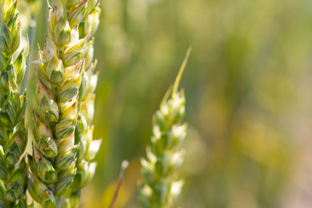 Young wheat ear in sunlight . Close-up. Macro. Wheat ear in natureの写真素材