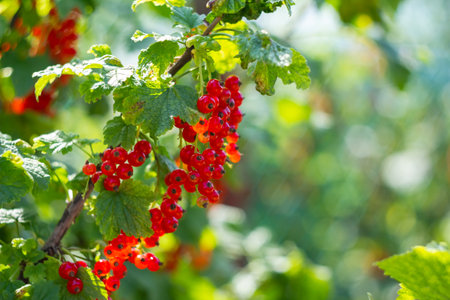 Branch of ripe red currant in a garden on green backgroundの写真素材