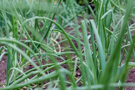 Green onions growing in the garden. spring vegetables. Organic food. Macro. Vertical.の写真素材