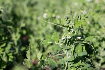 White pea blossoms in garden. Beautiful bush pea plant background. Selective focus on one branch. Close upの写真素材