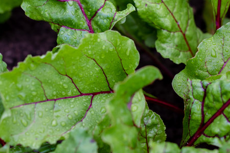 Beetroot leaves in the garden. Beetroots grown for edible root and colourful salad leaves. Organic...