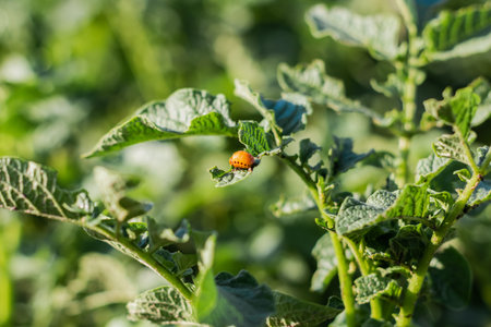 Colorado potato beetle - Leptinotarsa decemlineata on potato bushes. Pest of plants and agriculture....