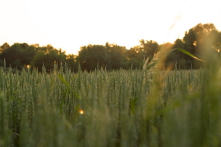Barley in the golden-yellow farm is beautiful and waiting for harvestの写真素材
