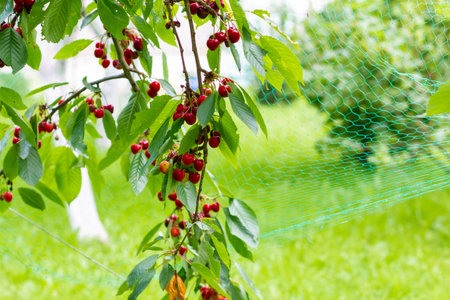 Ripe cherries hang on a cherry tree branch, close-up. Fruit tree growing in organic cherry orchard on a sunny day.の写真素材