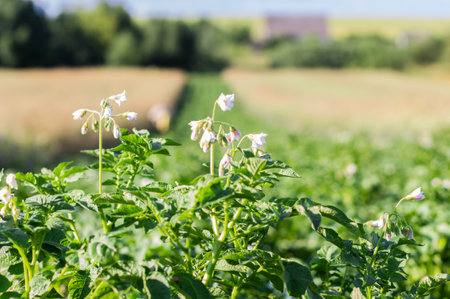Blossoming of potato fields, potatoes plants with white flowers growing on kitchen garden.の写真素材