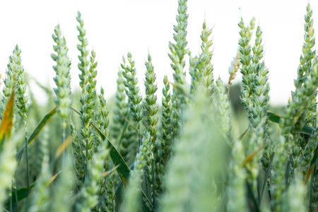 Wheat field image. View on fresh ears of young green wheat. Close-up. Soft focus