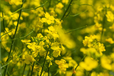 Flowering rapeseed in a field. Cultivation of breeding varieties of rapeseed.