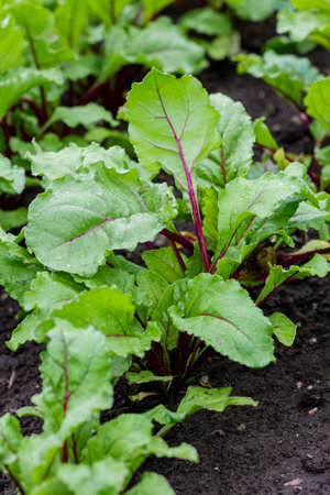 Beetroot leaves in the garden. Beetroots grown for edible root and colourful salad leaves. Organic...