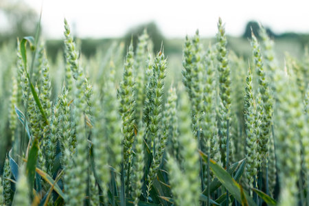 Wheat field image. View on fresh ears of young green wheat. Close-up. Soft focus