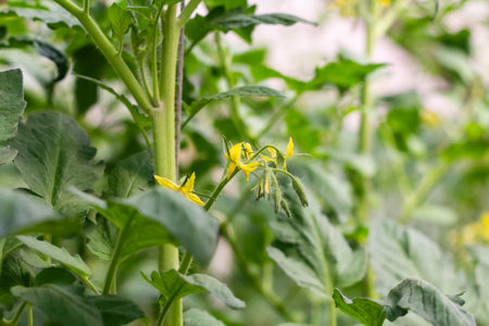 Flowering of tomatoes. Tomatoes ripen in the garden. Farm cultivation of tomatoes. Close up.の写真素材