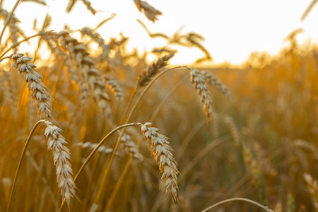 Wheat field. Ears of golden wheat close up. Beautiful Nature Sunset Landscape. Background of ripening ears of wheat field. Rich harvest Concept.の写真素材