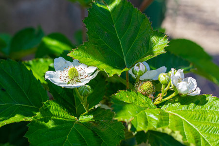 Blackberry blossoms in summer. Plant branch in home countryside eco garden. A coming fruit.