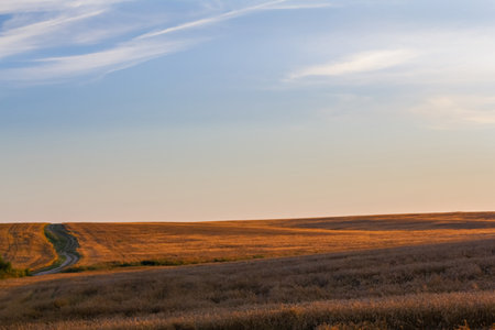 Wheat field. Ears of golden wheat. Beautiful Nature Sunset Landscape. Rich harvest Concept.の写真素材