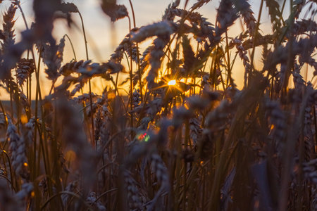 Ears of golden wheat close-up under shining sunlight. Background of ripening ears of meadow wheat field. Rich harvest Conceptの写真素材
