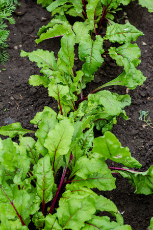 Beetroot leaves in the garden. Beetroots grown for edible root and colourful salad leaves. Organic food. Macroの写真素材
