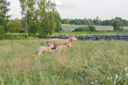 Sheep on a green meadow. Little lambs walk next to mother sheep. Raising livestock. Close-upの写真素材