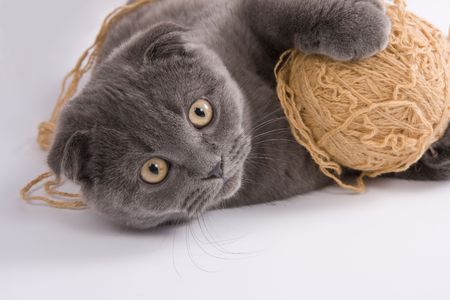 Scottish fold cat is playing with clew.  Cat with ball.の写真素材