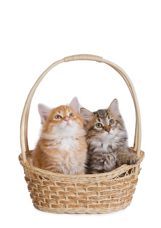 Two fluffy little kitten の写真素材