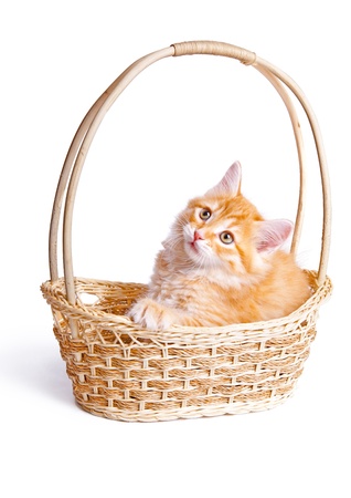 Small kitten in straw basket の写真素材