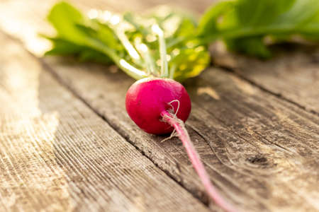 Fresh radish on old wooden table, detailed plan on green background with leavesの写真素材