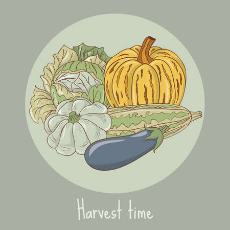 Set of vegetables. Pumpkin, zucchini, squash, eggplant and cabbage. Each vegetable can be used separately. EPS10 vector illustration.のイラスト素材