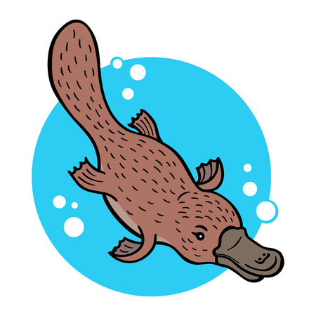 Cartoon platypus or duckbill; vector illustrationのイラスト素材
