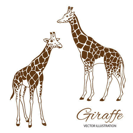Two giraffes hand drawn vector illustrationのイラスト素材