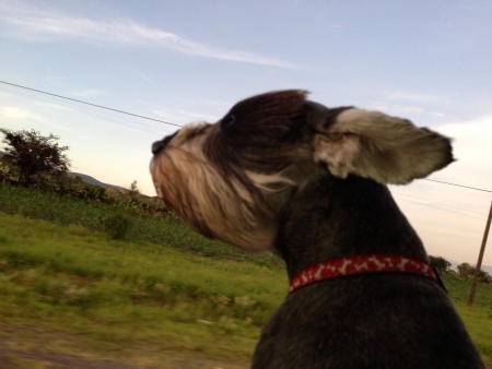 Shnauzer enjoying the windの素材