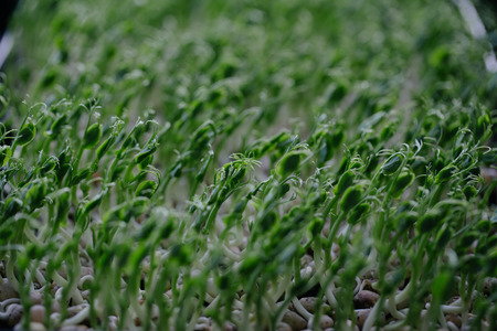 Organic pea sprouts growing inside for healthyの写真素材