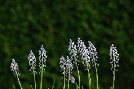 Colorful arrangement of fresh spring blue flowersの写真素材