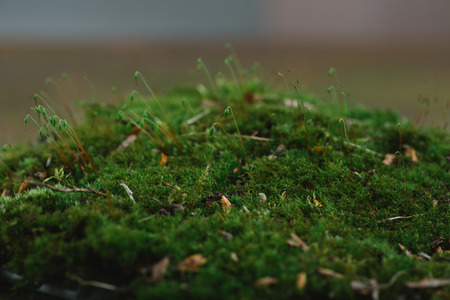 Bark and mossの写真素材